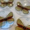 She She Boutique Set Of 4 Coasters - Butterfly